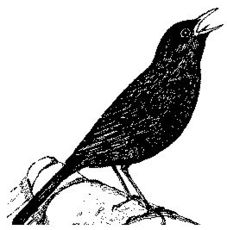 Amsel.jpg